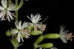 Blue ridge catchfly